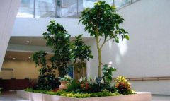 哪些地方需要使用到植物租擺及租擺中植物出現短命的原因