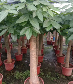 單桿發財樹苗圃