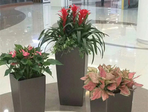 宣武區某商場花卉出租案例