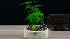 西城區某寫字樓花卉租擺案例