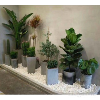 西城區花卉租賃花卉盆栽組合案例