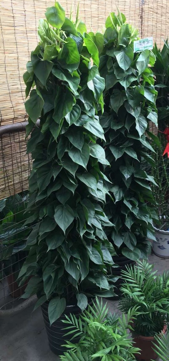 北京喜蔭花卉盆栽養護方法有哪些？