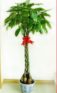 北京綠植租擺公司發財樹怎么養護