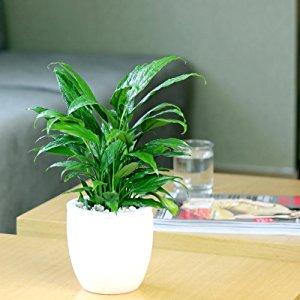 綠植租賃公司挑選時(shí)需要留意哪些事宜？