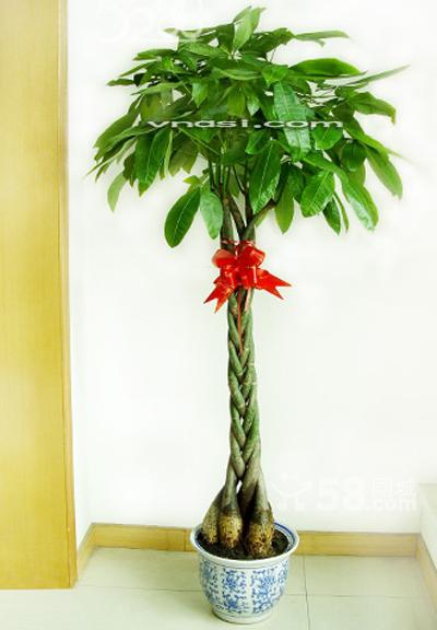 北京喜陰的盆栽有什么，喜陰的盆栽都有哪些？北京花卉租擺公司推薦