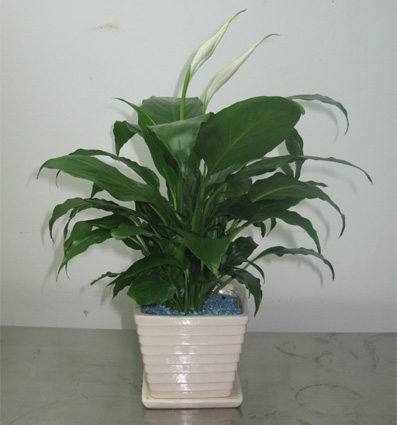 北京綠植租賃公司必須知道的花卉知識(shí)點(diǎn)簡(jiǎn)述有哪些？