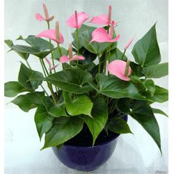 植物租擺的標(biāo)準(zhǔn)都有哪些？