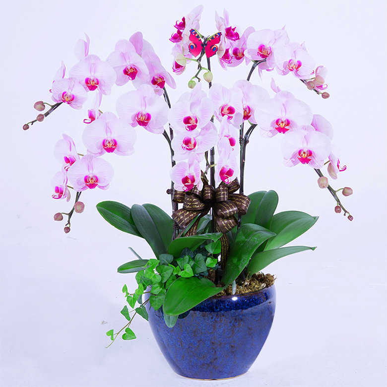 辦公室適宜擺放什么花卉綠植？