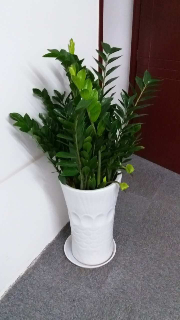 綠植養護-金錢樹澆水的正確方法，多久澆一次水