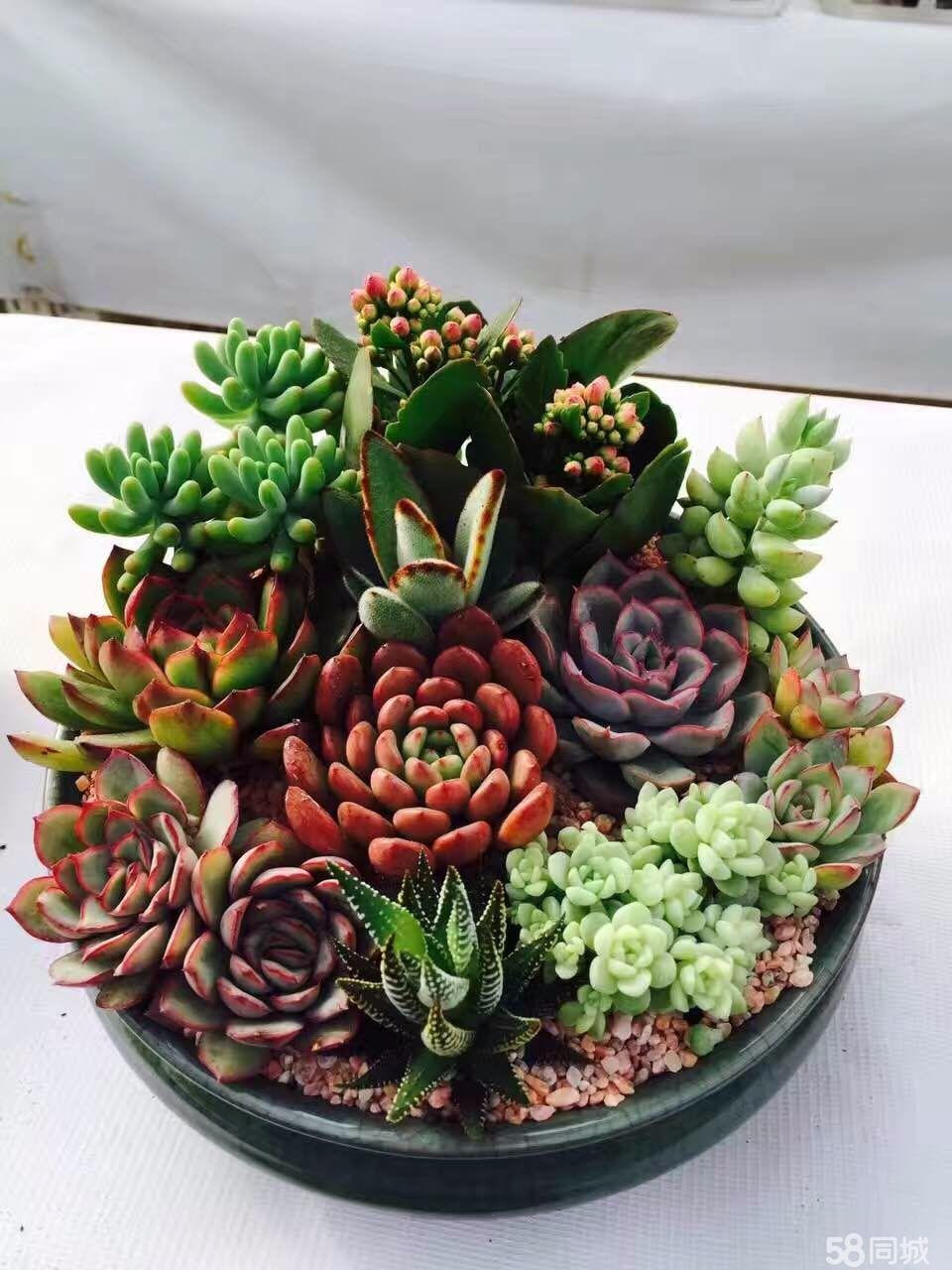 陶碳球負離子植栽怎么種？