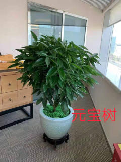 冬季養(yǎng)花，學(xué)會這6點(diǎn)，什么花都能養(yǎng)好!