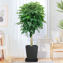 辦公樓花卉租擺養護公司