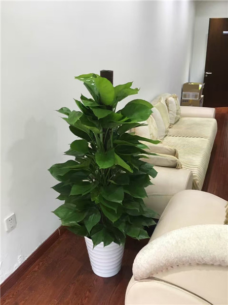 家庭養花病蟲害以防為主綜合防治