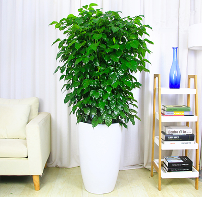 辦公室綠植租擺的好處，省心省力 