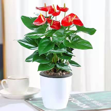 豐臺區花卉租賃