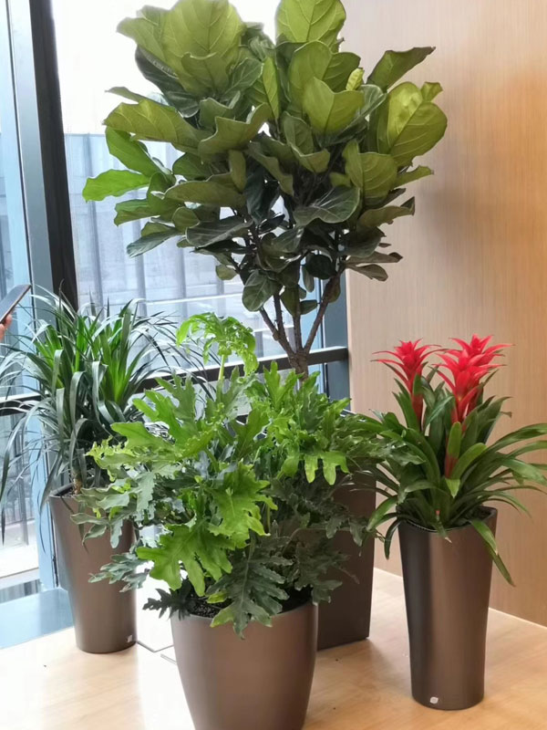 盆栽綠植租賃：幸福樹怎么養護？