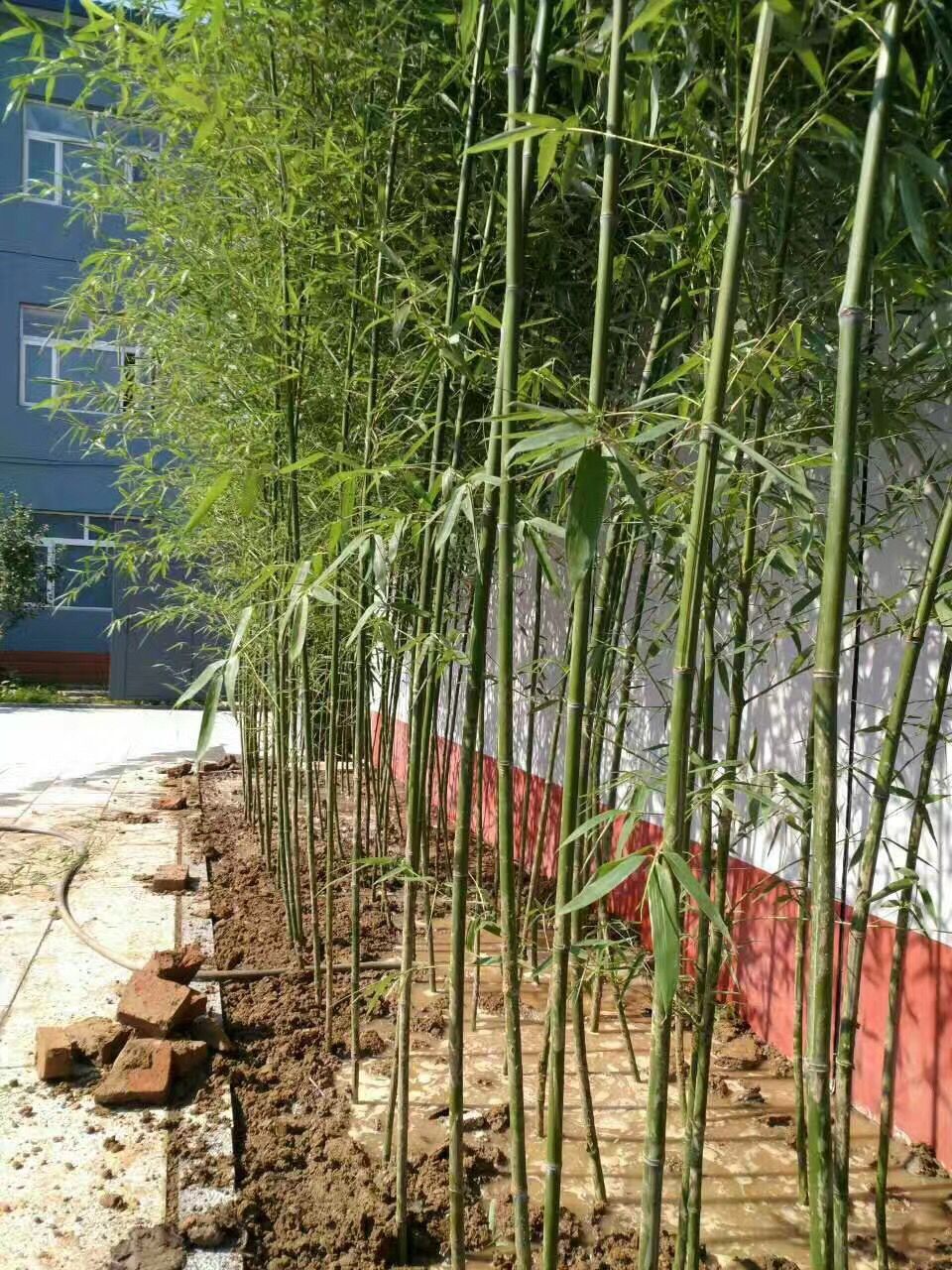 北京園林綠化-北京園林工程-北京景觀設計-北京綠植租擺。