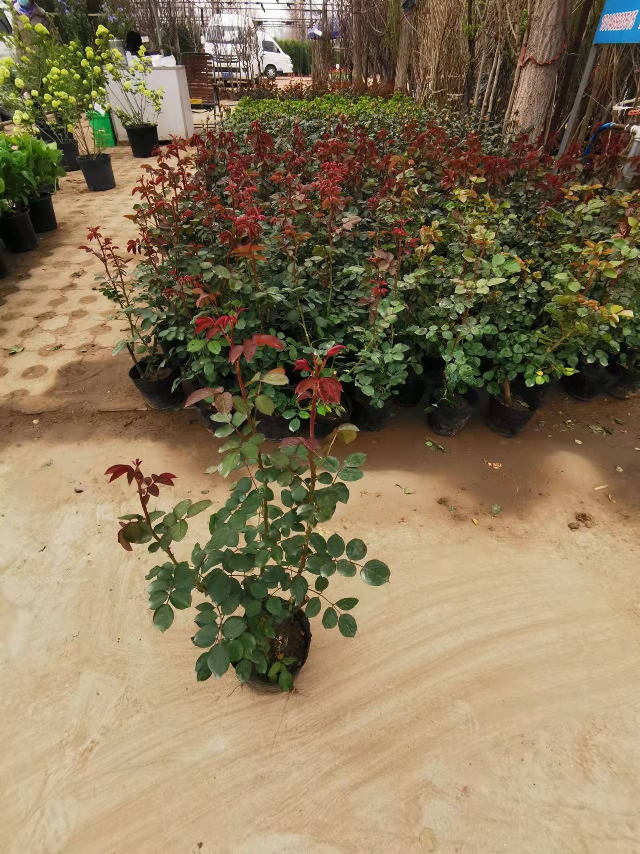 月季綠化種植養護