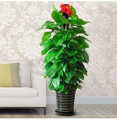 北京西城區植物租擺公司