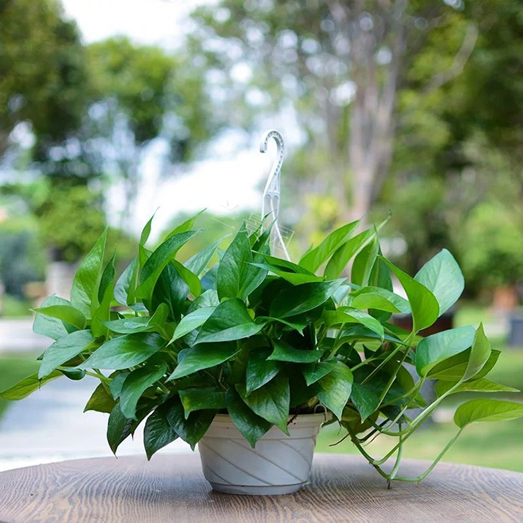 海淀區花卉租擺海淀區綠植租擺公司中關村辦公室花卉綠植公司