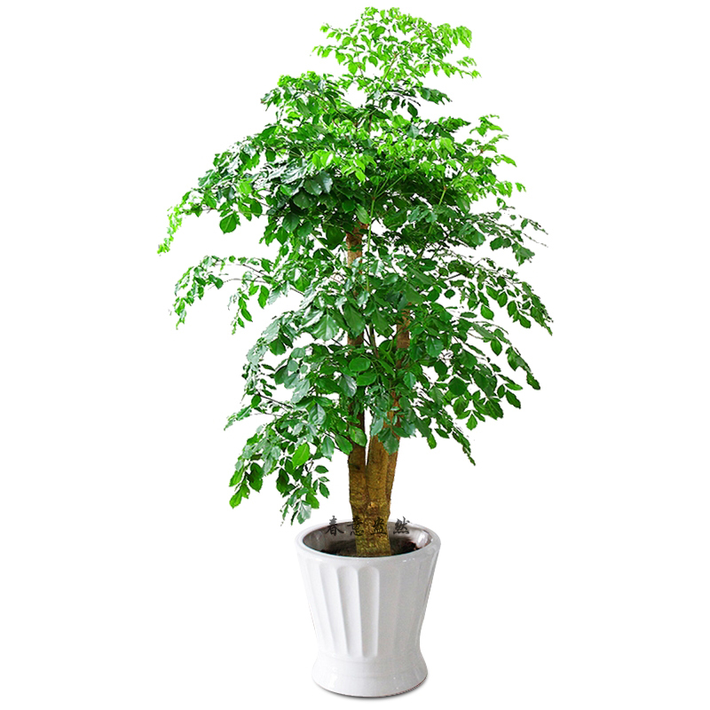 在放置陽臺植物時，應注意調節陽臺的空氣濕度