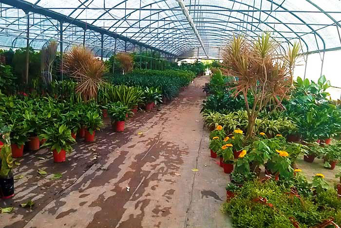 北京花卉綠植批發市場