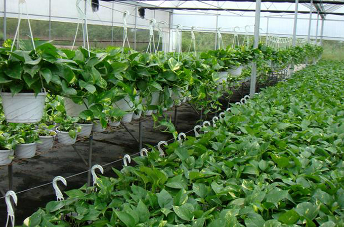 大興區園林綠化養護海淀區園林綠化養護公司