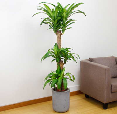 北京大興區綠植花卉租擺公司：北京綠植花卉前景怎么樣？