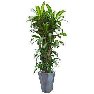 大興區辦公室綠植養護標準及工作流程