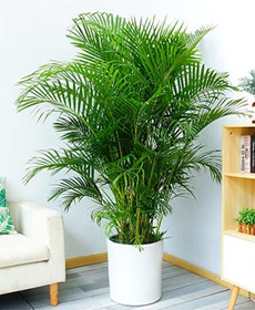 北京綠植花卉養護公司：好看好養的植物有哪些？