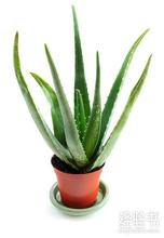北京朝陽區花卉租擺公司蘆薈的養護知識