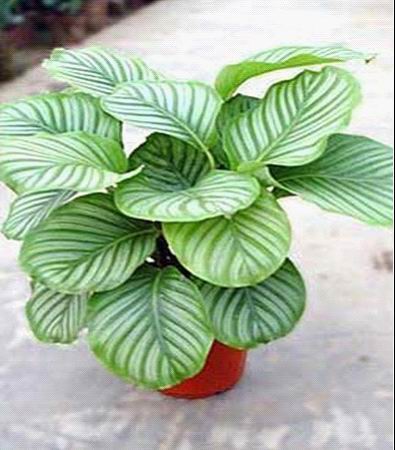 金枝玉葉養殖學會這4步輕松搞定