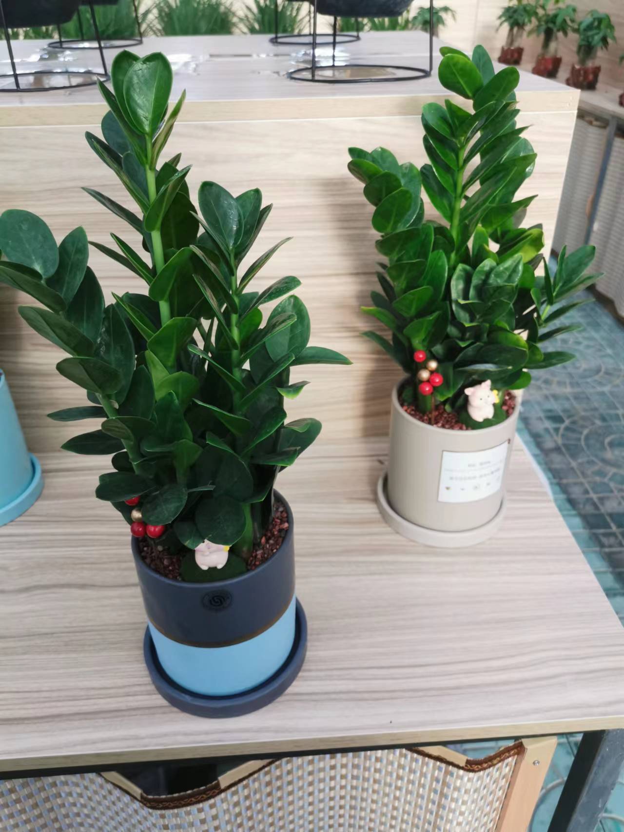 北京綠植租擺公司：金錢樹的養殖方法