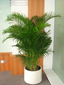 北京花卉租賃公司-鳳尾竹盆栽葉枯怎么辦？