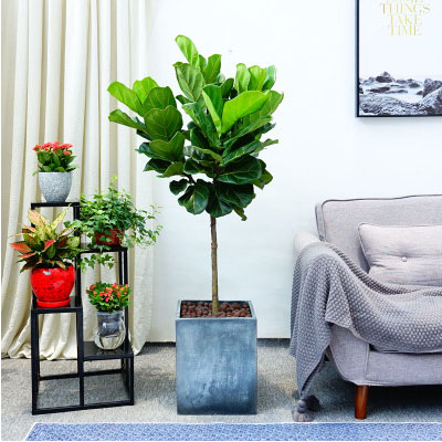 北京花卉租擺公司，北京花卉租賃公司，北京辦公室租花公司