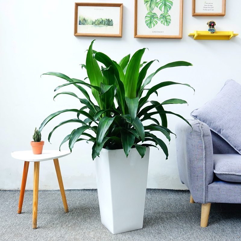 大興區亦莊綠植花卉租擺養護公司