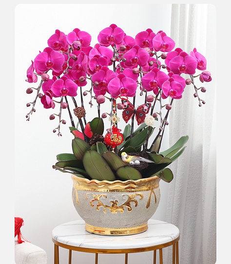 北京花卉租擺公司 北京綠植布置公司   北京綠植租擺公司  北京花卉租賃，