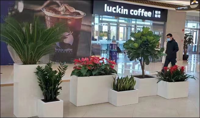 朱頂紅冬天要怎么養護？