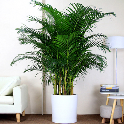 綠植租賃公司哪家好？如何選擇綠植租賃公司？