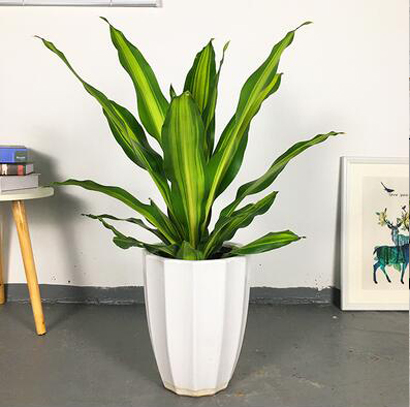 北京綠植租擺公司-豆瓣綠的養護方法