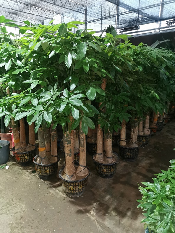 北京綠植租擺公司發財樹葉子有斑怎么辦？