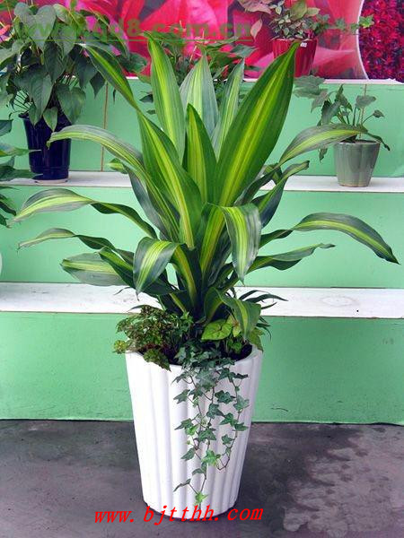 北京綠植租擺公司也門(mén)鐵和巴西鐵的區(qū)別