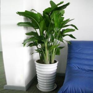 海淀區綠植租擺海淀區花卉租賃