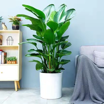 北京花卉公司北京大興區花卉租擺公司亦莊花卉綠植租賃公司