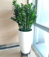 北京花卉綠植養護公司