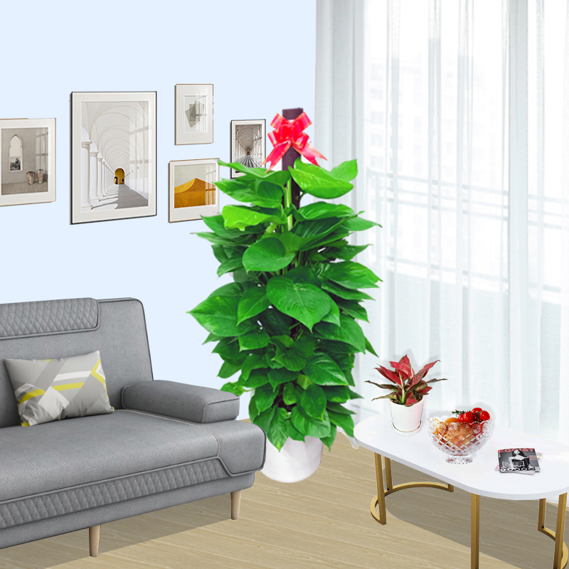 醫院花卉租賃養護方案