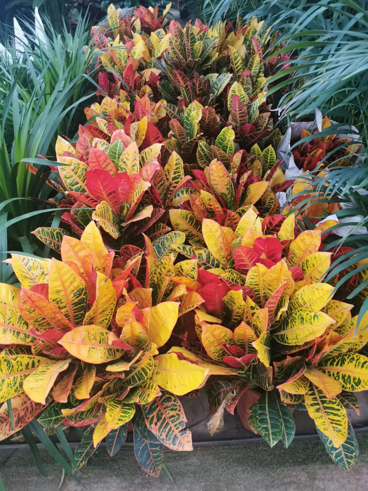 北京花卉租擺北京朝陽區花卉租擺公司北京海淀區花卉租擺公司