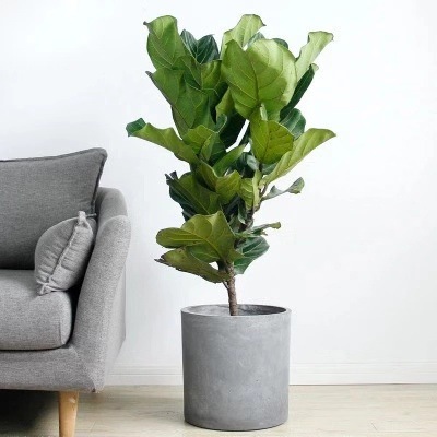 朝陽區花卉租擺公司望京花卉租擺公司望京辦公室花卉租賃