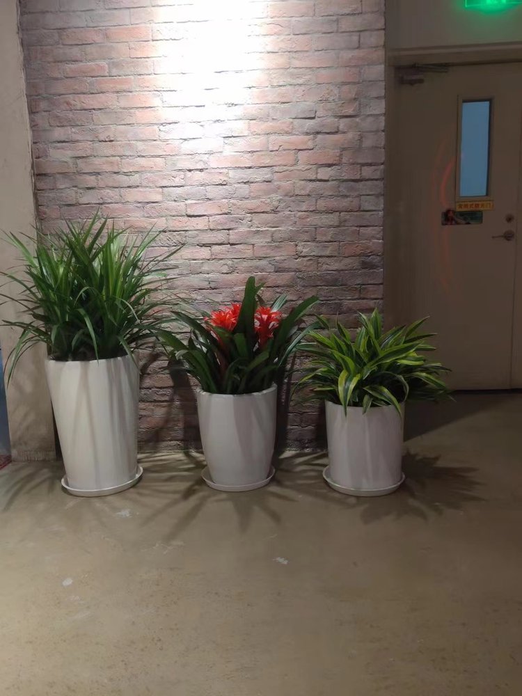 海淀區綠植租擺中關村綠植租擺上地綠植租擺公司