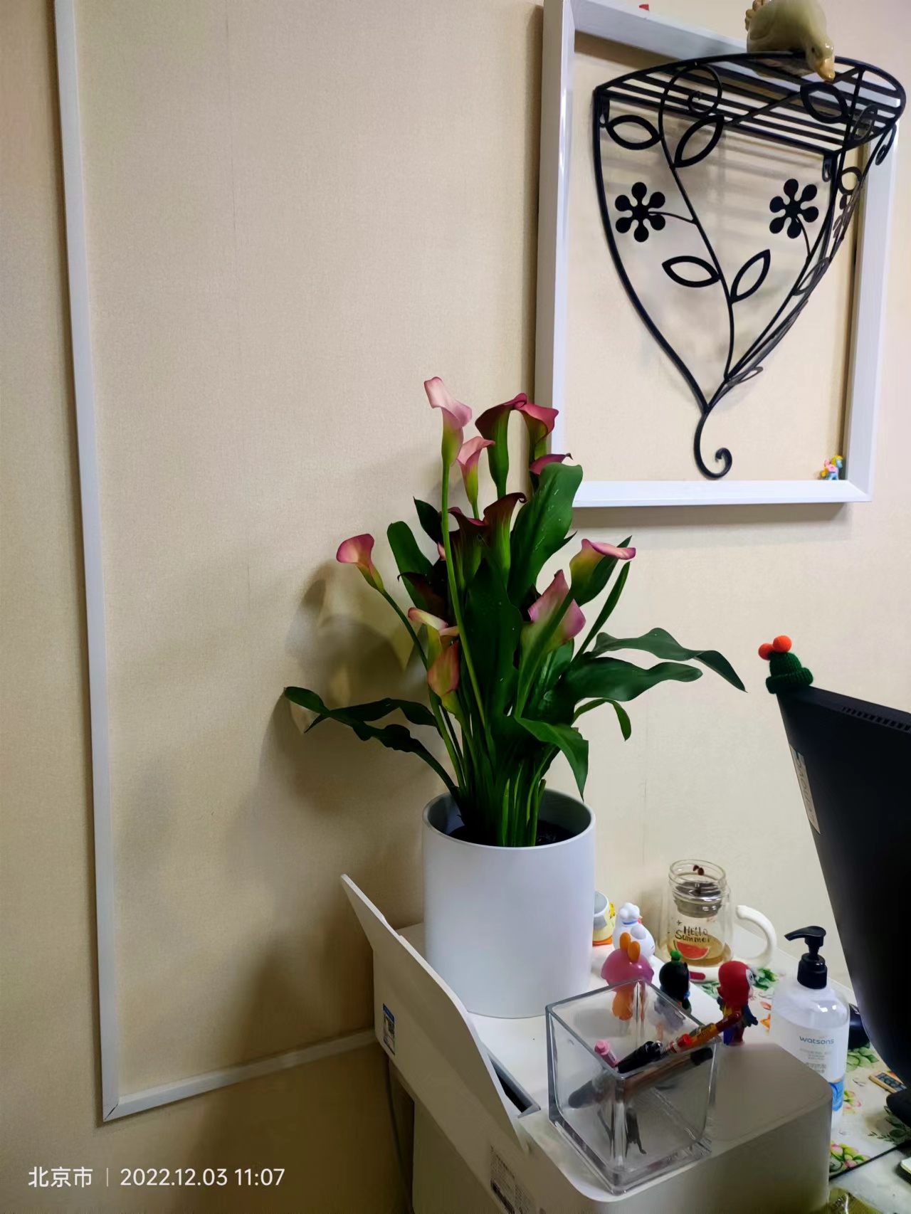 海淀區綠植租擺公司海淀區花卉租賃公司海淀區辦公室植物租賃公司